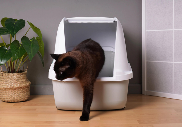 ¿Cómo enseñarle a tu gatito a usar el arenero? Encuentra 6 tips