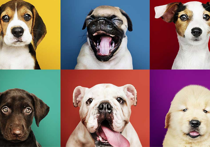 12 curiosidades de los perritos que quizás algunos no conocías.