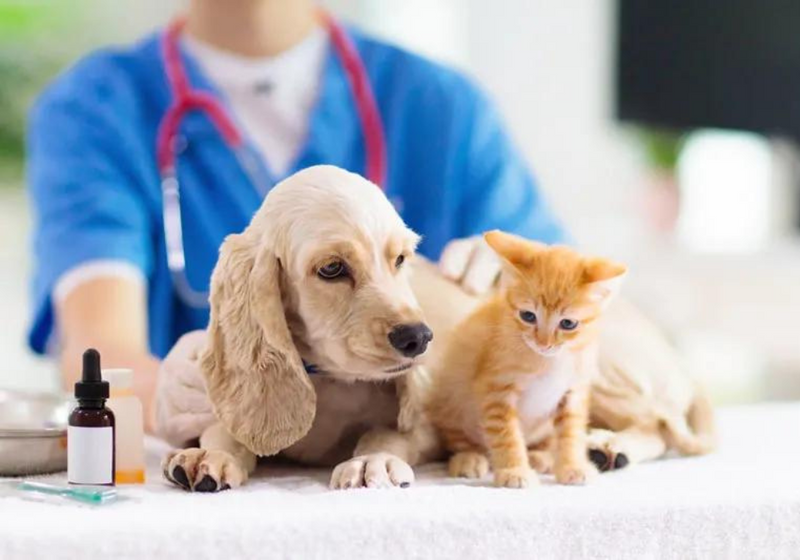 ¿Qué vacunas y desparasitacion debe tener mi mascota?