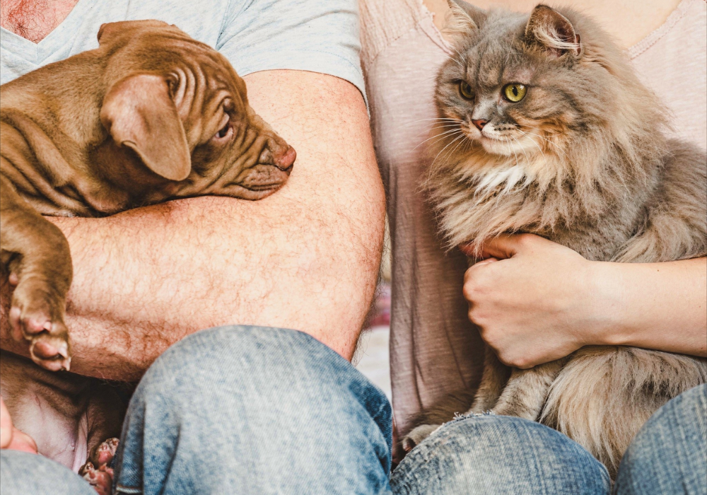 ¿Las mascotas sienten celos? Cómo saber si tu perro o gato está celoso