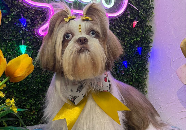 12 cuidados básicos de un perrito tamaño pequeño