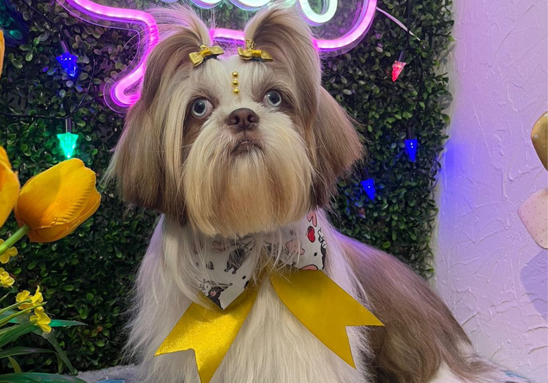 12 cuidados básicos de un perrito tamaño pequeño