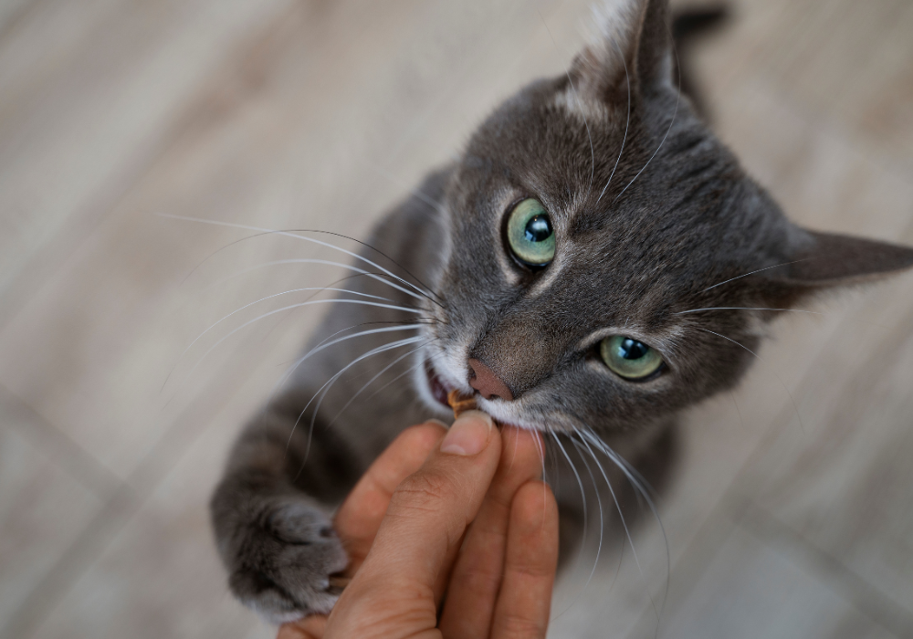 ¿Por qué mi gato muerde cuando lo acaricio? Señales que tu gato intenta decirte