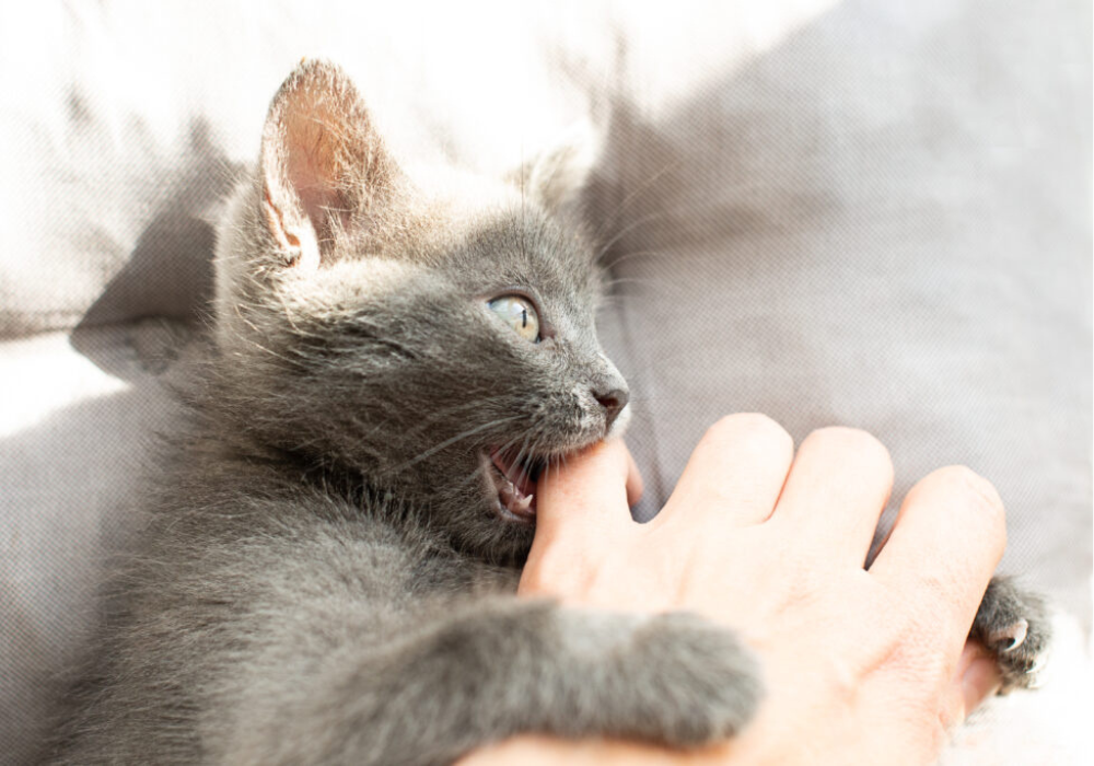 ¿Por qué mi gato me muerde? Comportamientos explicados