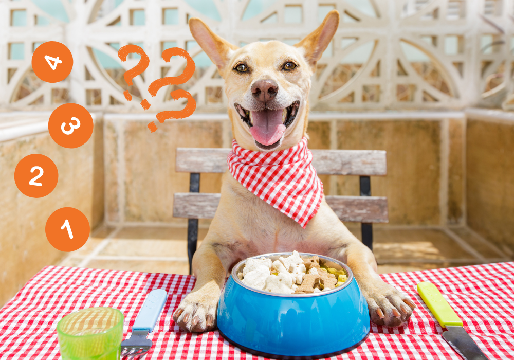 ¿Cuántas veces al día debe comer un gato o un perro? Guía completa de alimentación