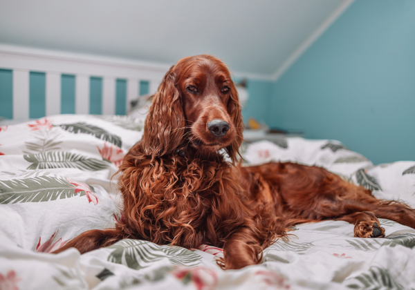 Glaucoma en perros y gatos. Síntomas y tratamiento