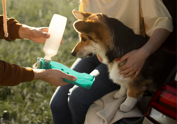 ¿Cómo proteger a tu mascota ante un incedio?