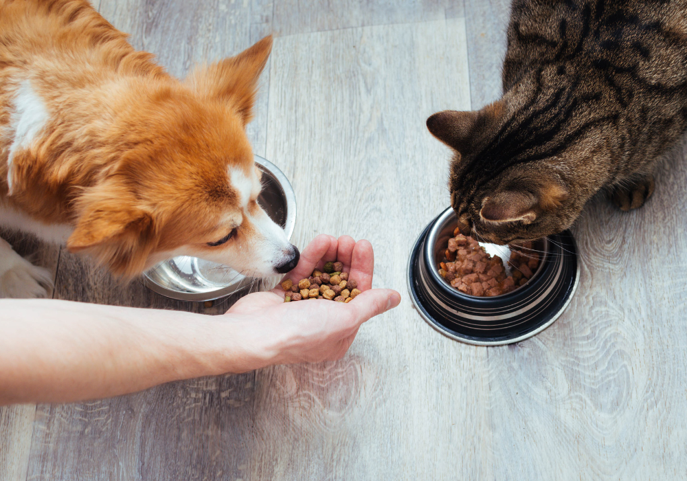¿Los gatos pueden comer comida para perros? Riesgos y mitos