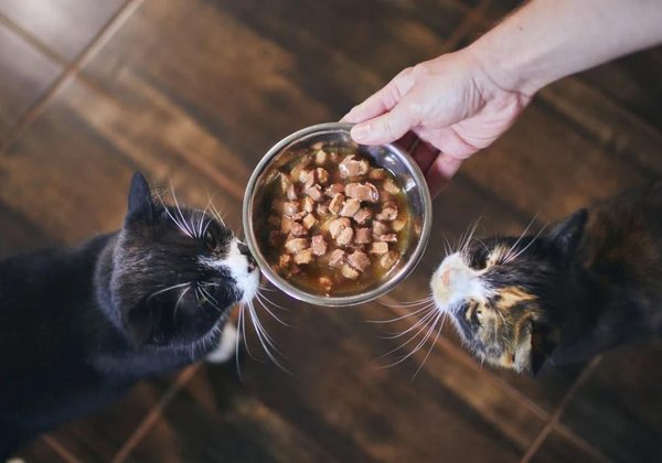 4 beneficios de la comida húmeda para tu peludito