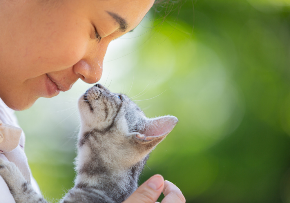 Kit básico para adoptar una mascota: lo que necesitas tener antes de que llegue