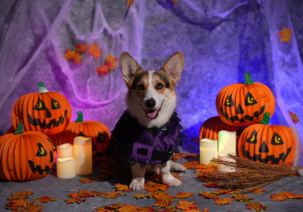 Guía práctica para celebrar Halloween junto a tu mascota