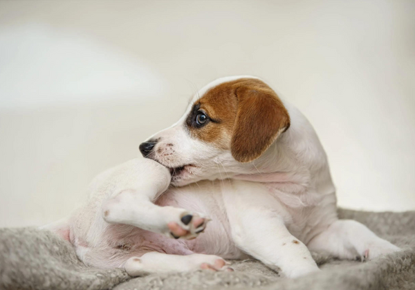 ¿Tú perrito es alérgico a la pulgas? Causas y tratamiento