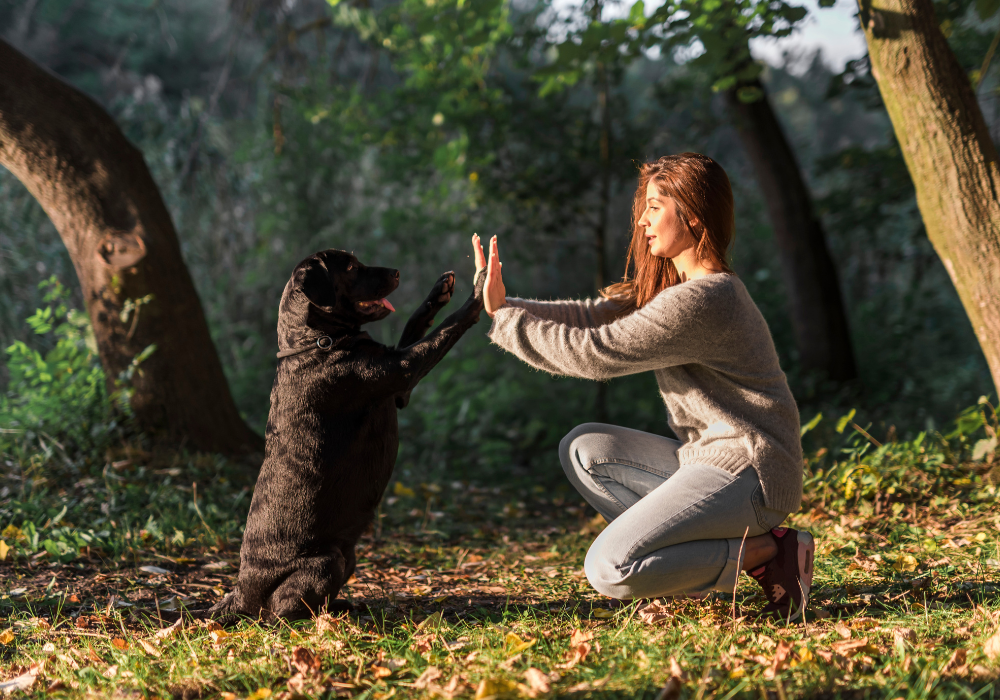 7 trucos fáciles para enseñar a tu perro en casa: estimulando su mente con diversión