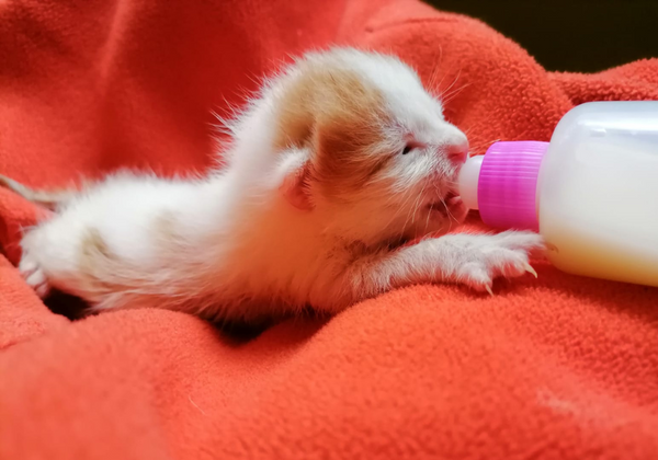 ¿Cómo cuidar a un gatito recién nacido? Todo lo que necesitas saber