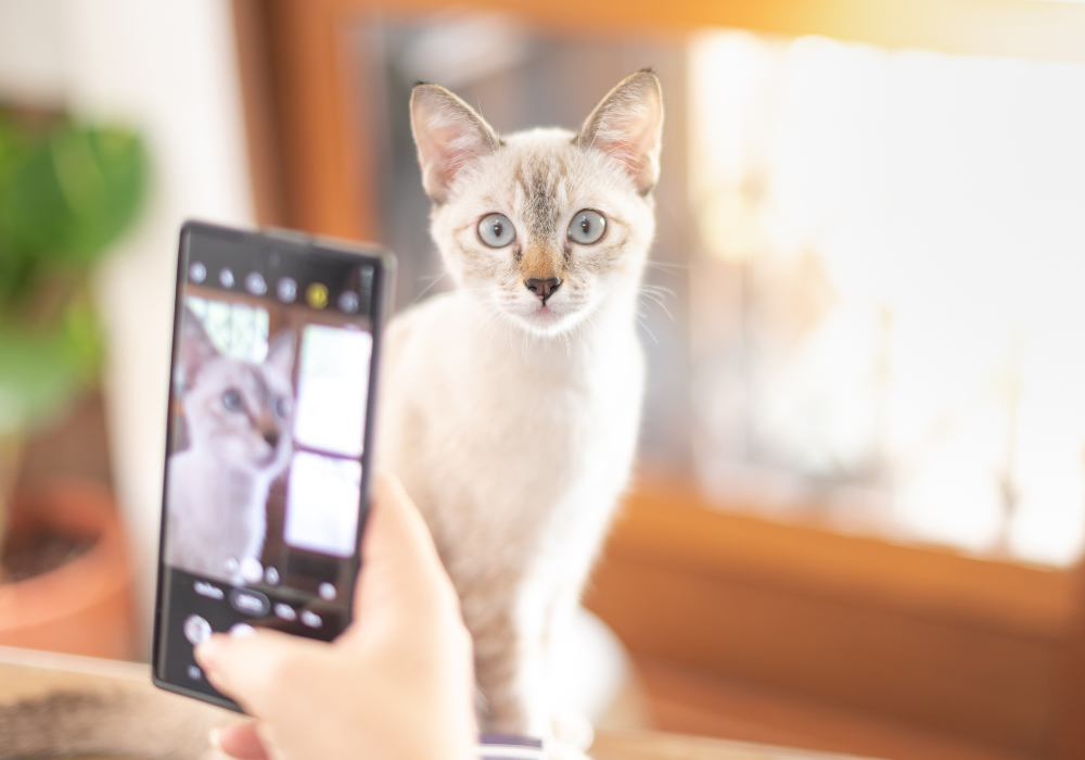 Cómo tomar fotos perfectas de tu gatito: tips fáciles por el Día de la Fotografía