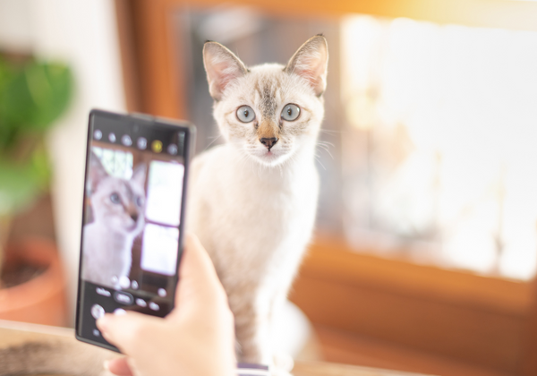 Cómo tomar fotos perfectas de tu gatito: tips fáciles por el Día de la Fotografía