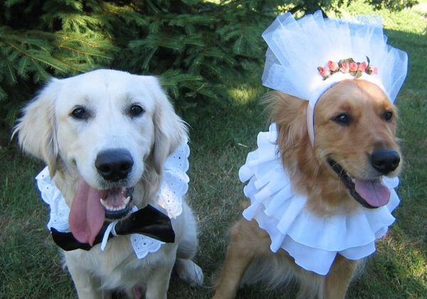 ¿Es aconsejable vestir a las mascotas? ¿Cuándo y cómo hacerlo?
