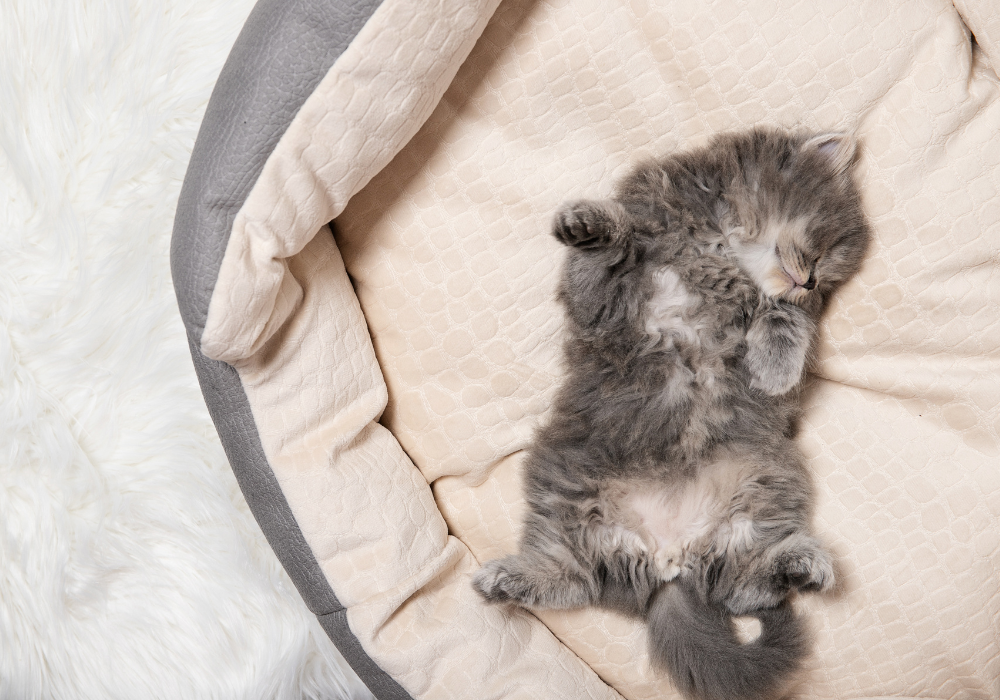 ¿Por qué los gatos duermen tanto y cómo cuidar sus horas de descanso?