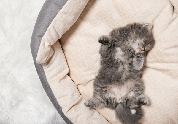 ¿Por qué los gatos duermen tanto y cómo cuidar sus horas de descanso?