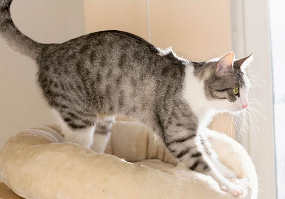 ¿Por qué los gatos amasan? El Blog Befoods #MartesDeMascotas te dan la respuesta