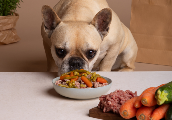 ¿Cuál es el mejor snack para darle a tu mascota?