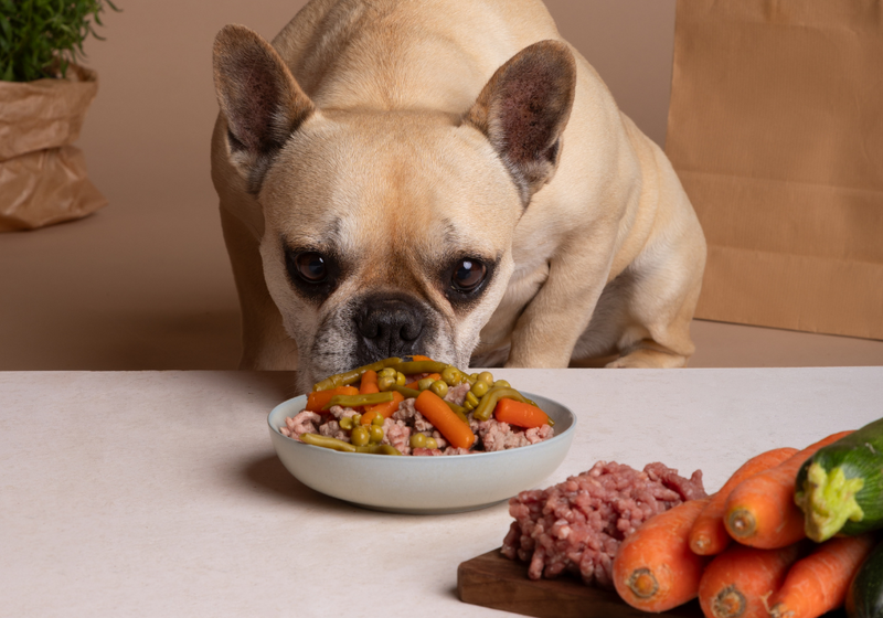 ¿Cuál es el mejor snack para darle a tu mascota?