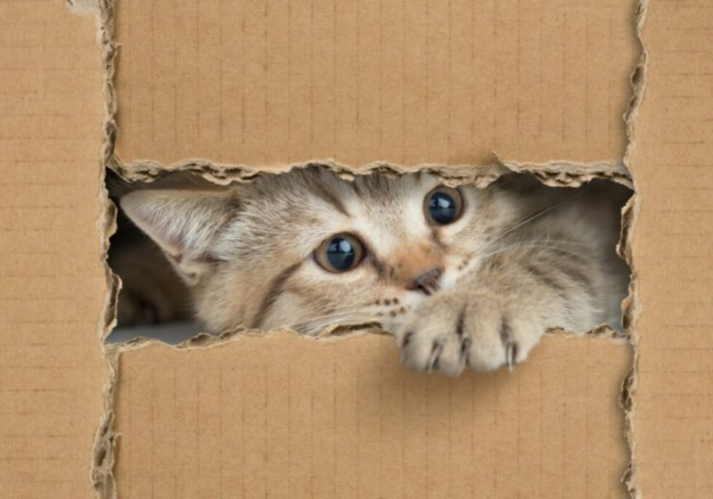 ¿Cómo hacer juguetes reutilizables para mascotas?