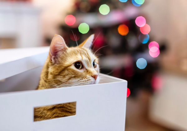 Los animalitos no son regalos sino vidas que hay que cuidar.