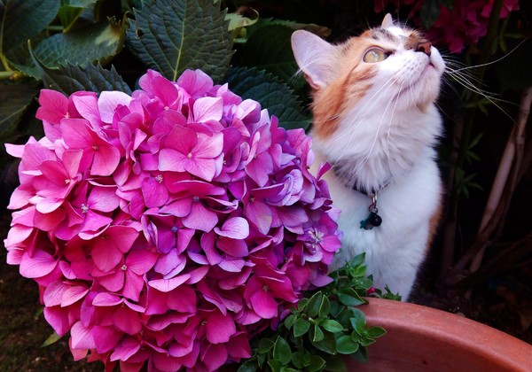 Lo que debes evitar esta primavera: plantas y flores tóxicas para tu mascota