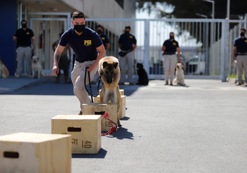 Brigada Canina. ¿Cómo es el trabajo de estos peluditos?