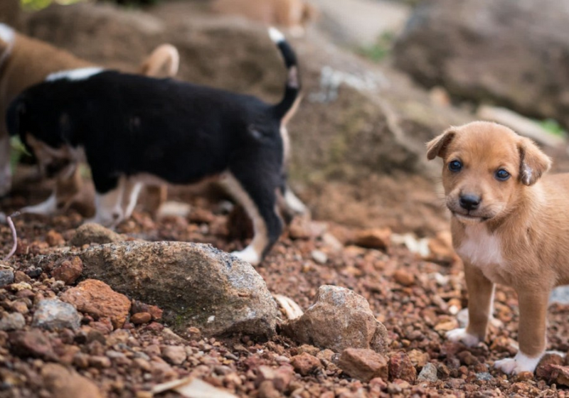 ¿Cómo ayudar a los peluditos en situación de calle?
