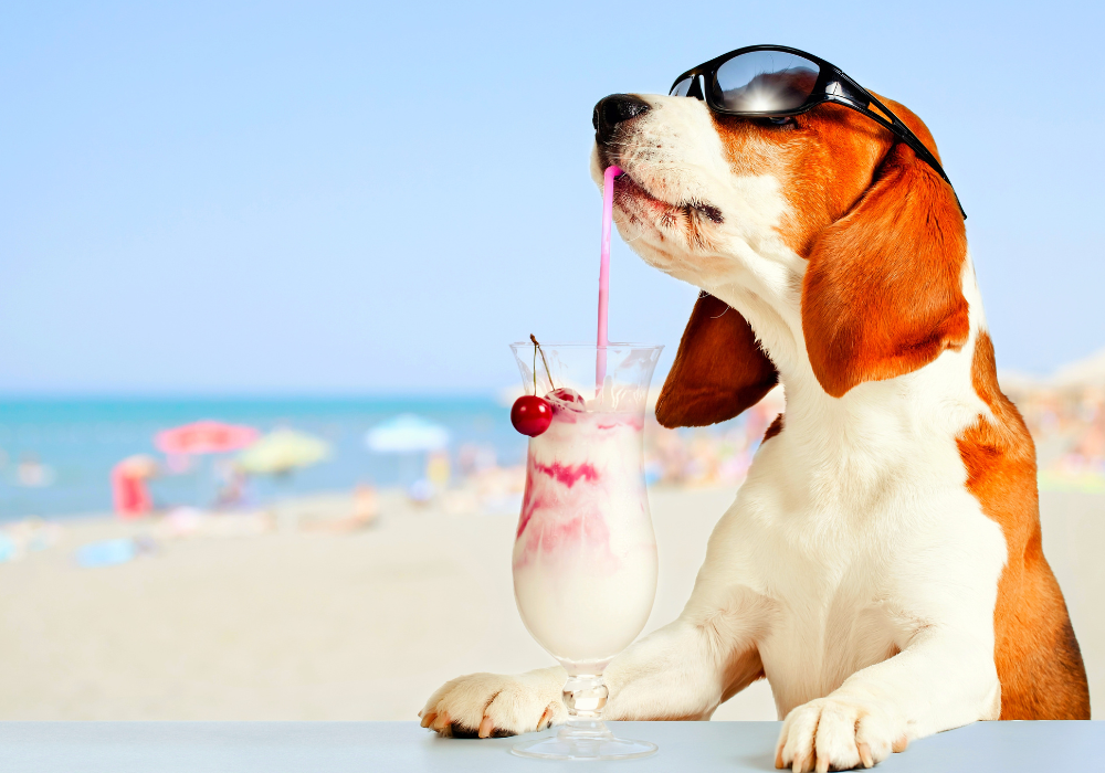 Recetas refrescantes para consentir a tu peludito este verano