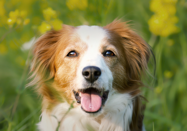 Halitosis Canina, ¿Cómo eliminar el mal aliento en los perros?