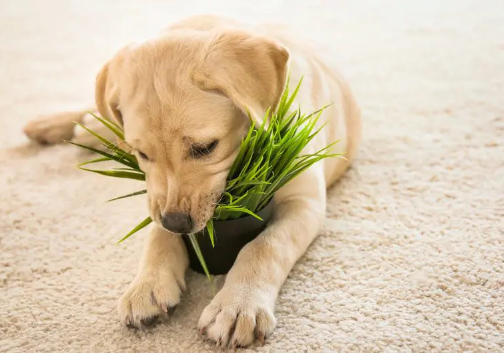 ¿Por qué mi perro se come todo? Ansiedad, hambre real o aburrimiento