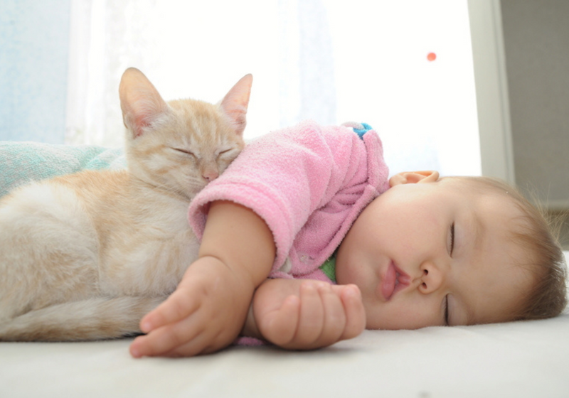 Cómo preparar a tu peludito para la llegada de un bebé a casa. 5 Claves importantes.