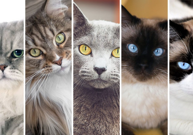 Día Internacional del gato. Curiosidades, Recetas y más
