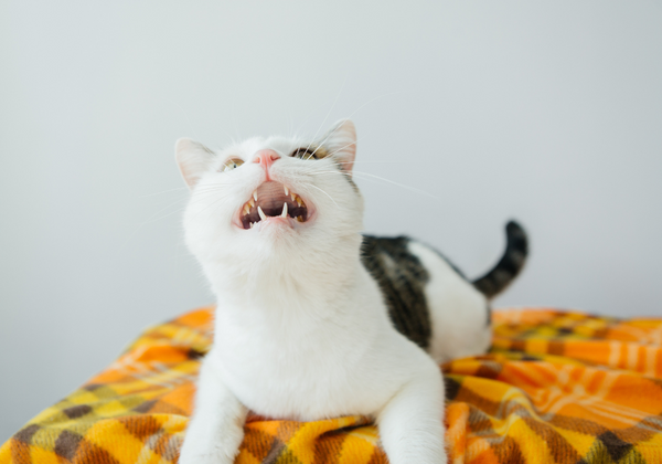 ¿Por qué los gatos castañetean los dientes cuando ven un pájaro?