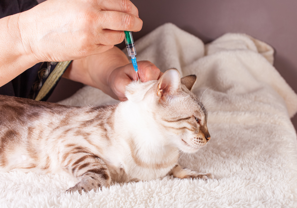 Protege a tu peludito: Checklist de vacunas y antiparasitarios