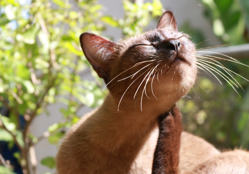 ¿Pipetas, pastillas o shampoo? Descubre la mejor opción contra pulgas y garrapatas para tu mascota