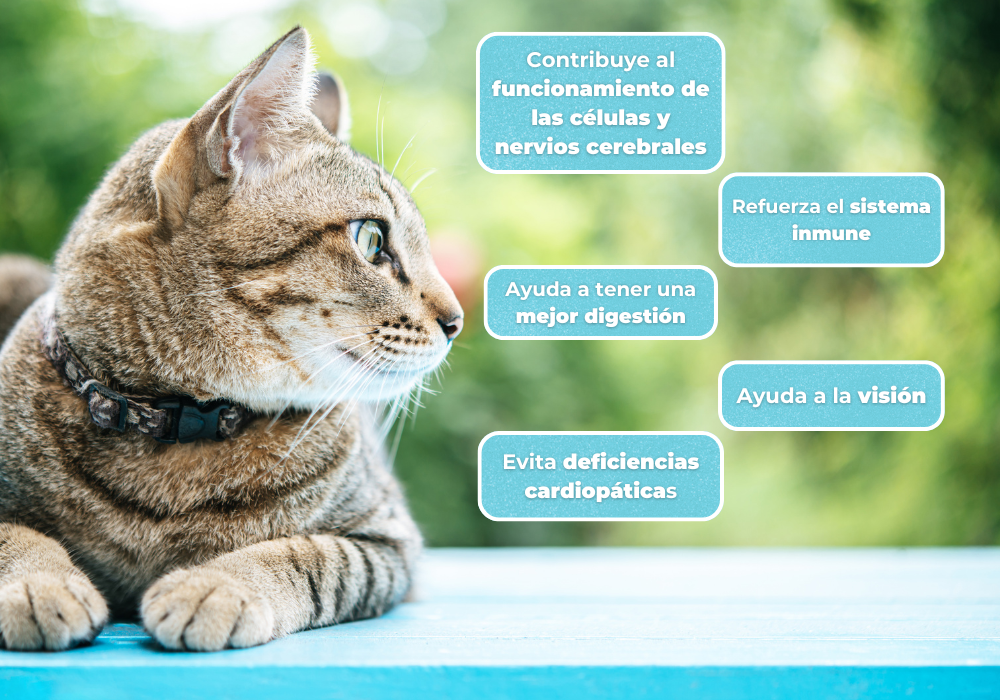 ¿Qué es la taurina y por qué es vital para los gatos?