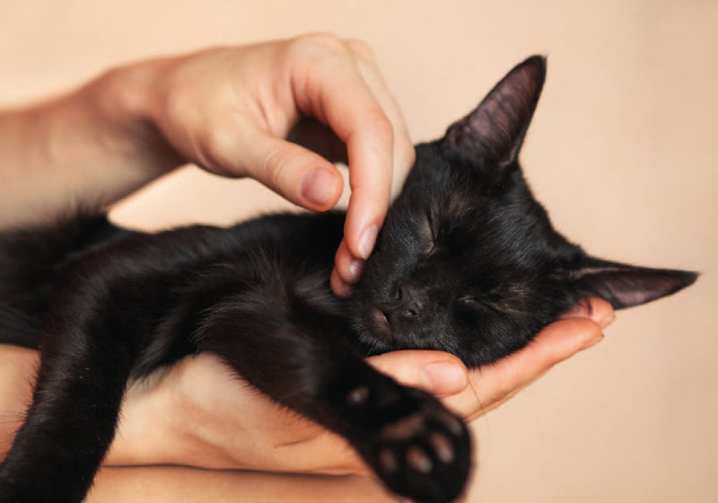 ¿Por qué ronronean los gatos? ¿Cómo se produce el ronroneo? Todo lo que necesitas saber.