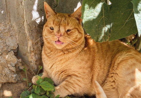 ¿Los animales pueden padecer síndrome de Down?