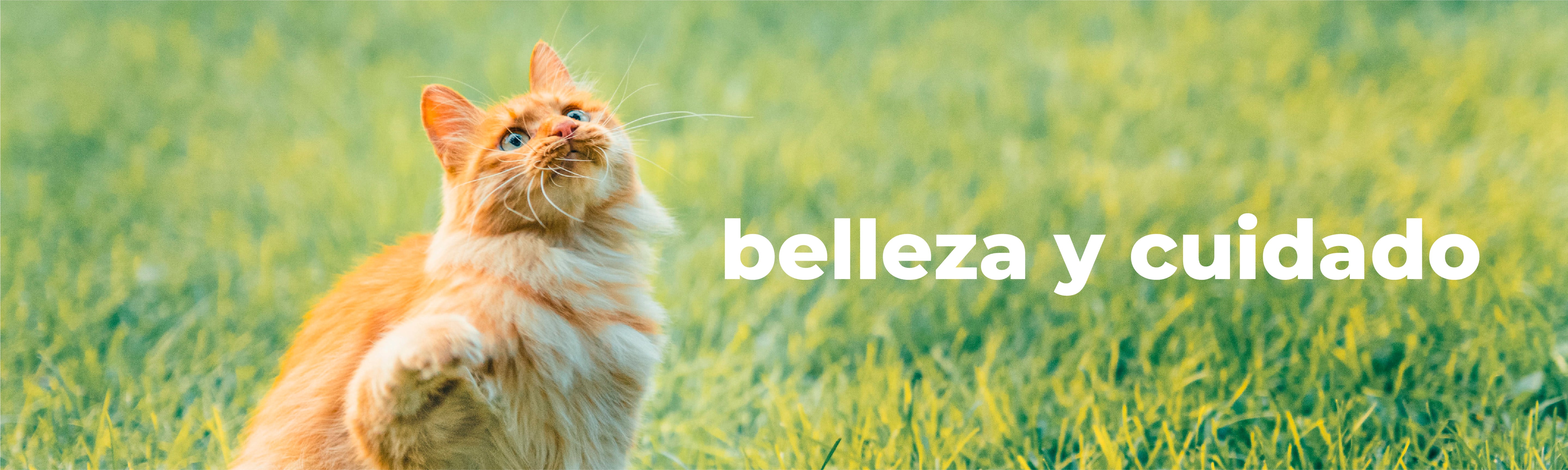 Belleza y Cuidado Gatos