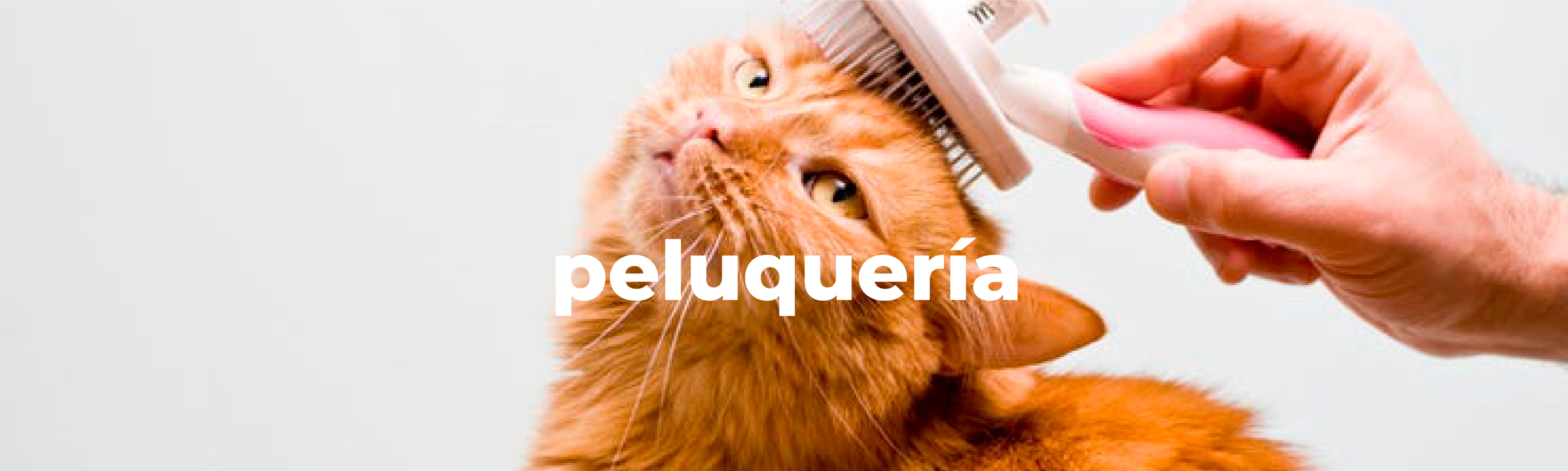 Peluquería Gatos