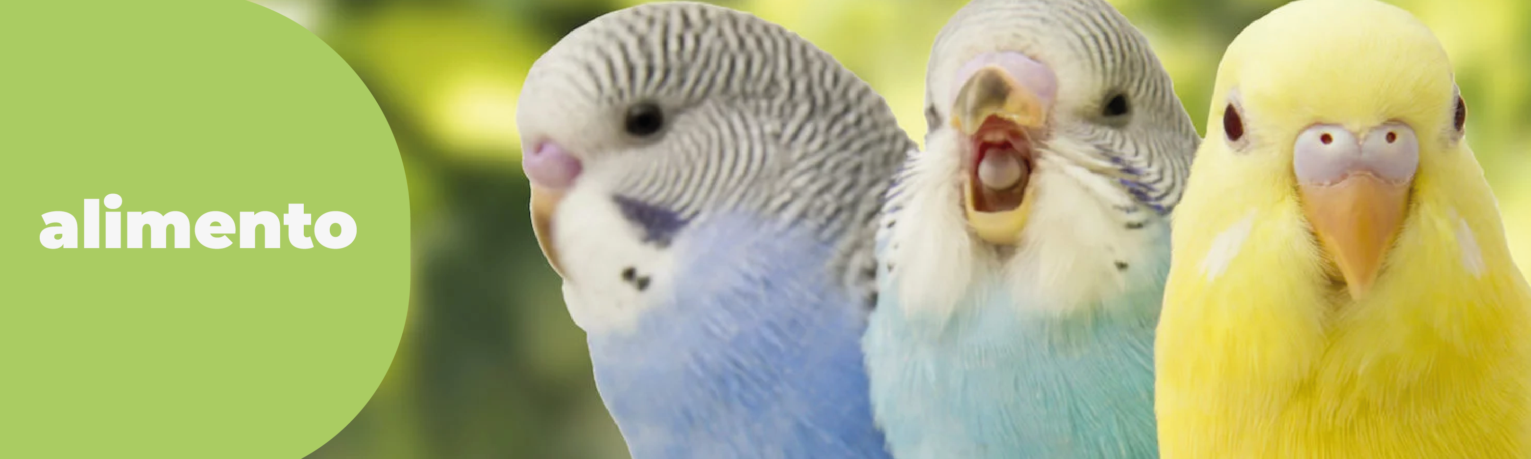 Alimento Aves