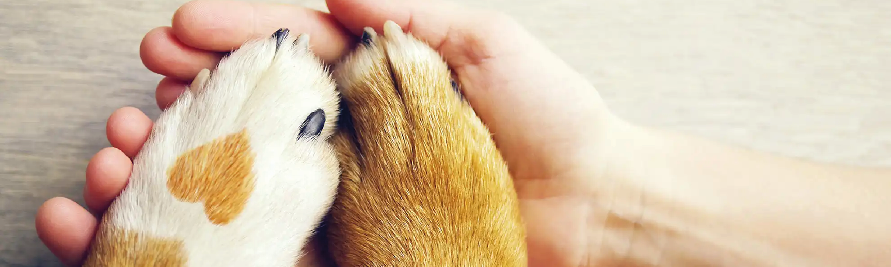 ELEGIDOS SAN VALENTÍN ❤️🐾