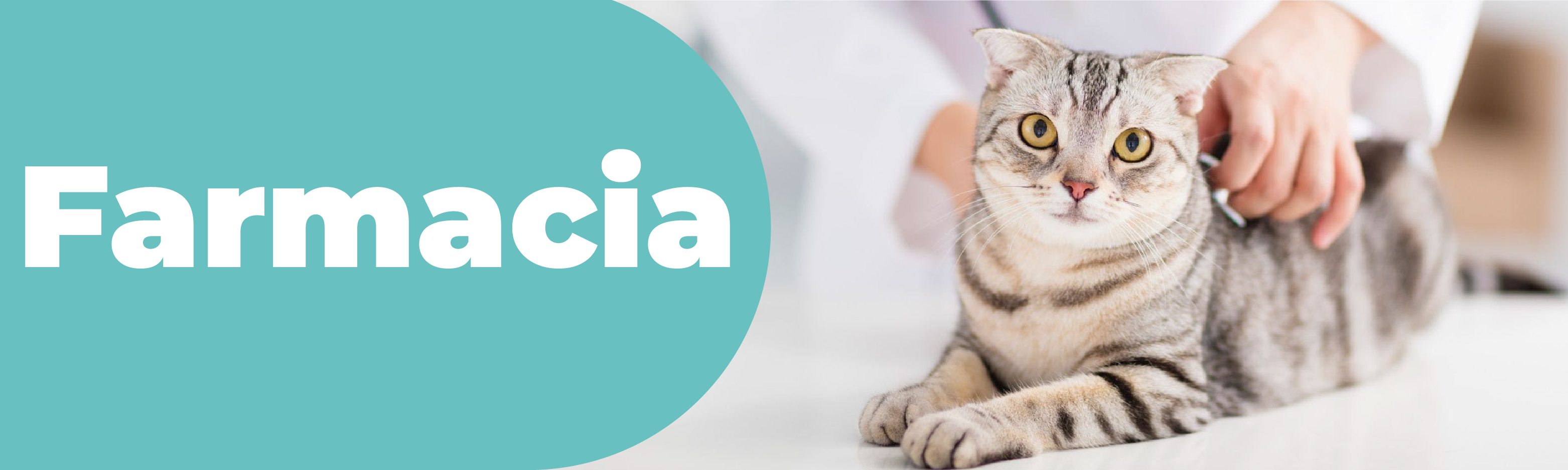 Comportamiento Gatos