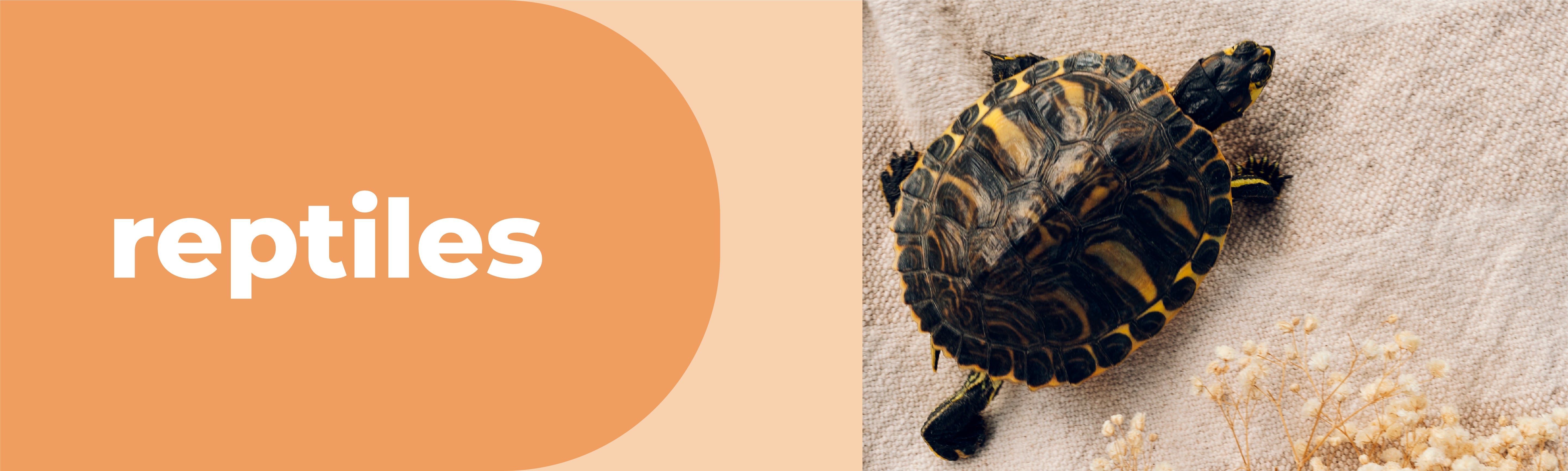 Reptiles