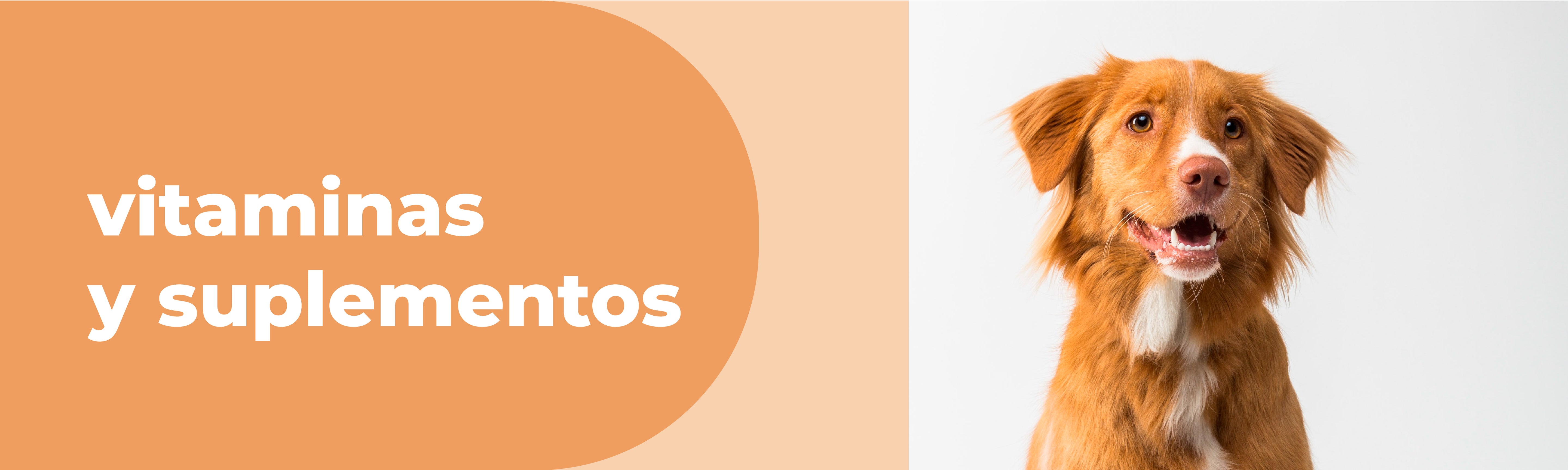 Vitaminas y Suplementos Perros