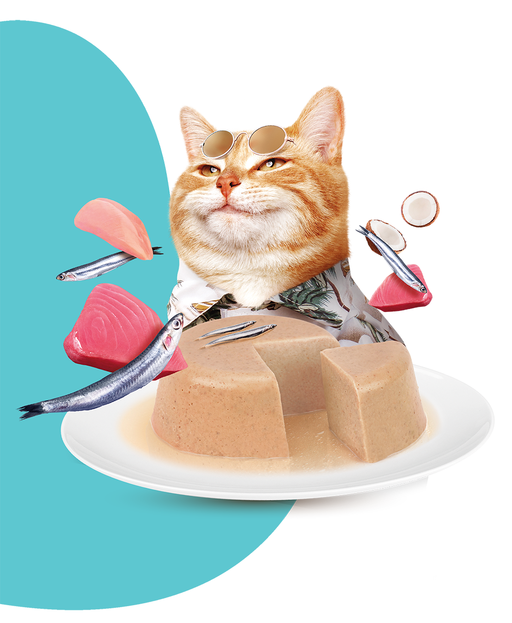 MOOCHIE SOBRE GATO ANCHOA 70 GRS DIGESTIVE CARE